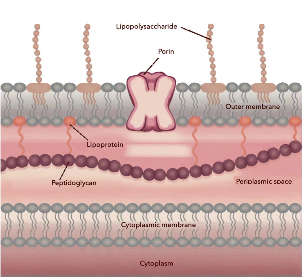 gram negative bacteria membrane LPS